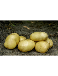 Bintjelggekartofler15kg-20