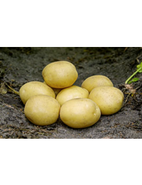 Mayalggekartofler15kg-20