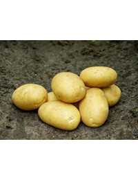 Savalggekartofler15kg-20