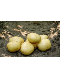 Solistlggekartofler10kg-20