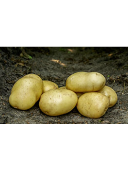 Bintjelggekartofler10kg-20