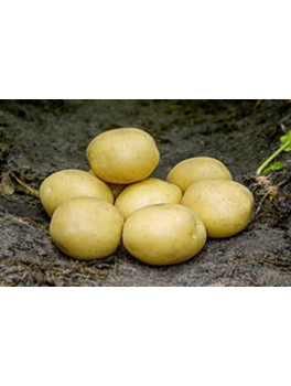 Mayalggekartofler10kg-20