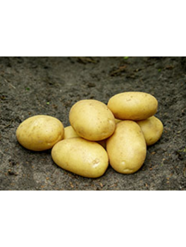 Savalggekartofler10kg-20