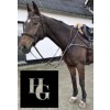 HorseGuardLukefortj-01