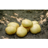 Solistlggekartofler15kg-01