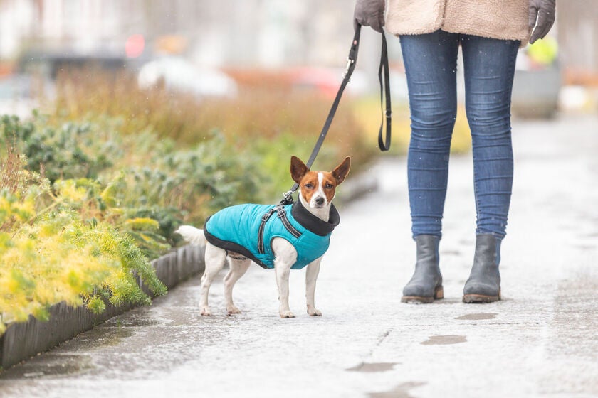 Pontis Harness Coat, aqua