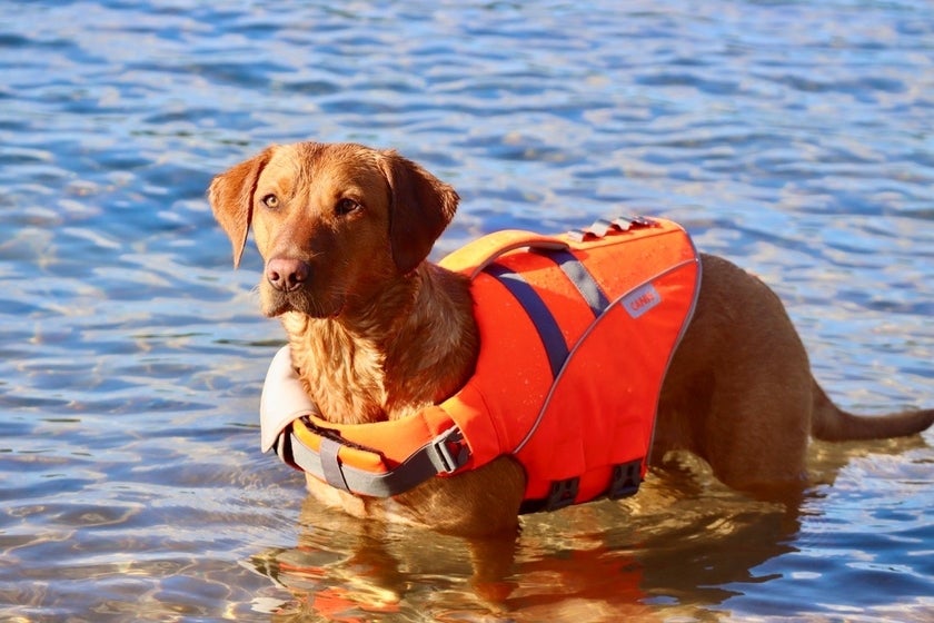 Life Jacket