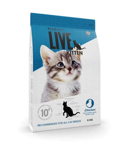 Live cat kitten