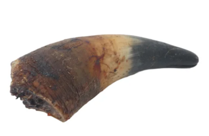 Okse Horn 12-20 cm