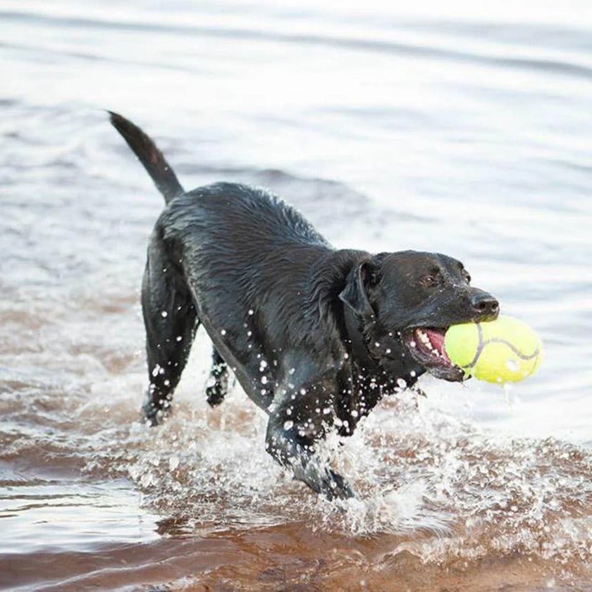 Airdog Football Squeakair